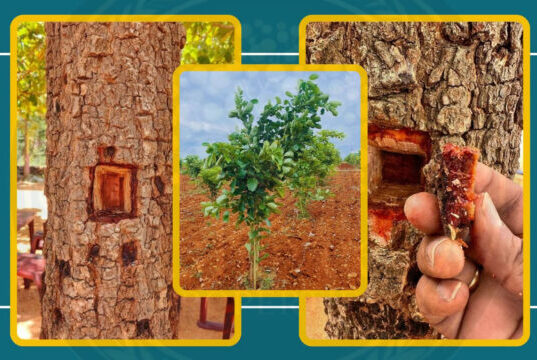 ఎర్రచందనం తోట – పెంపకం వివరాలు