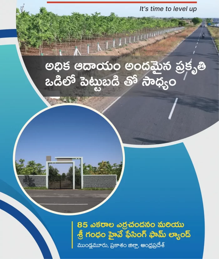 Red Sandalwood Farm Lands in Mundlamuru